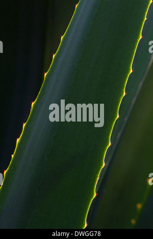 CENTURY PLANT, AGAVE or AMERICAN ALOE (Agave americana) backlit detail, Lovers Key State Park, Florida, USA. Stock Photo