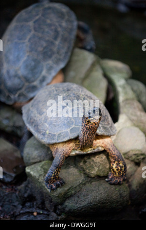 Black River or Wood Turtle (Rhinoclemmys funerea). Juvenile, second ...