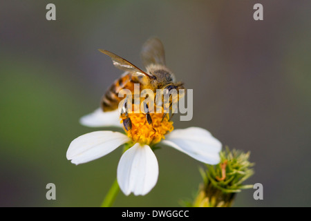 HONEYBEE (Apis mellifera) collecting pollen on Beggers Tick (Bidens alba), Fort Myers, Florida, USA. Stock Photo