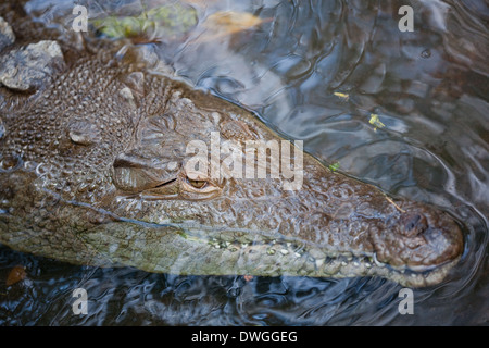 American Crocodile (Crocodylus acutus). Head. Dorsal view. Stock Photo