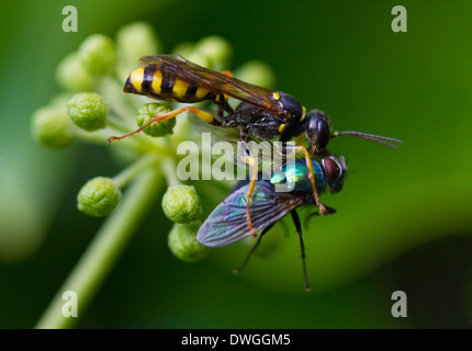 FIELD DIGGER WASP (Mellinus arvensis) with Greenbottle fly (Lucilia sp.) prey, West Sussex, UK. Stock Photo