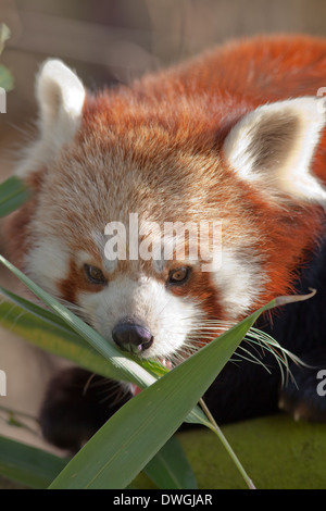 Red, or Lesser Panda (Ailurus fulgens). Eating bamboo leaves. Stock Photo