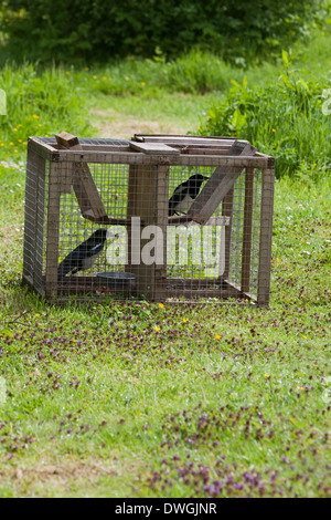 Larsen Trap. Used by gamekeepers and others to catch Magpies (Pica pica) and some other crow species. Live bird used to decoy Stock Photo