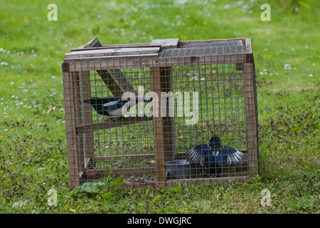 Larsen Trap. Used by gamekeepers and others to catch Magpies (Pica pica) and some other crow species. Live bird used to decoy Stock Photo