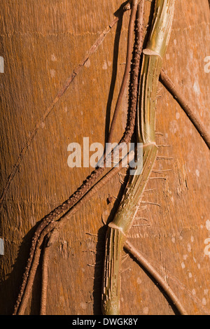 Climbing plant clambering up the trunk of a large tropical palm tree ...