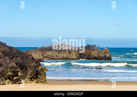 Rocky outcrop at the Oregon coast with hundreds of seabirds on it Stock Photo