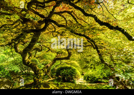 Japanese maple tree in the Japanese Garden in Portland, Oregon Stock Photo