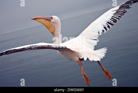 Flying with a Great White Pelican above Sandwich Bay on the coast of Namibia Stock Photo