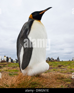 A male King Penguin (Aptenodytes patagonicus) with an egg balanced on his feet under his feathers - Falkland Islands.