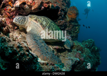 Green Turtle (Chelonia mydas), Bunaken National Marine Park, North Sulawesi, Indonesia Stock Photo
