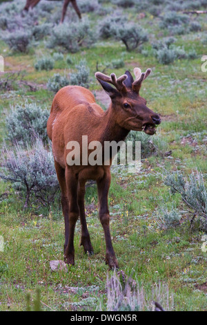 A young bull elk feeds in a meadow near Madison in Yellowstone National Park, Wyoming. Stock Photo