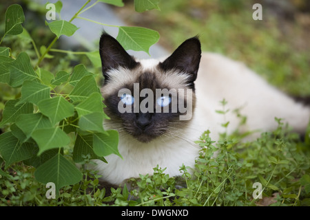 Seal point siamese cat lying down outdoors in the yard Stock Photo