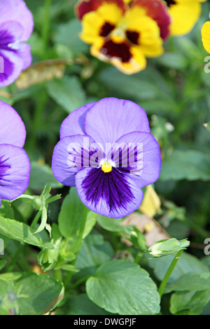 Blue Pansy or viola flowers in the garden. Stock Photo