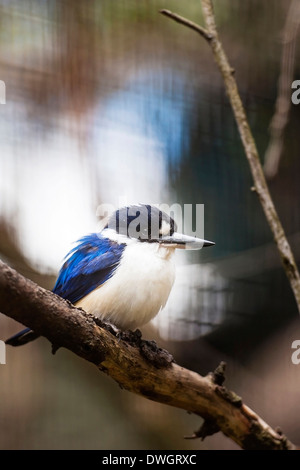 A blue winged Kookaburra photographed in Sydney Stock Photo