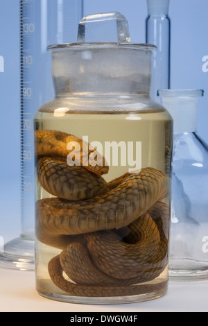 Biological Specimen. A laboratory specimen of a snake preserved in a solution of formaldehyde (methanal). Stock Photo