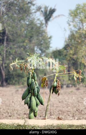 Papaya trees in the plantation and water deficit. Stock Photo