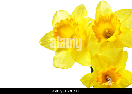 Yellow daffodils isolated over the white background Stock Photo