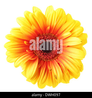 Yellow daisy flower isolated over white background Stock Photo