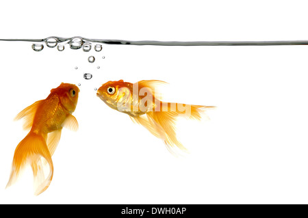 Waterline with small air bubbles and gold fish Stock Photo