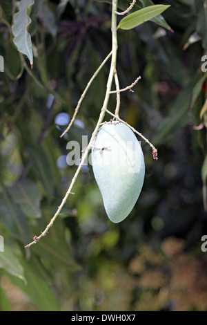 Mango on tree in the garden fruit. Stock Photo