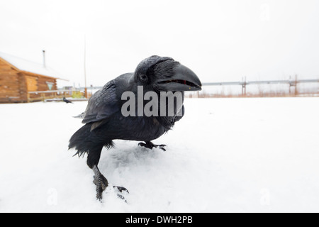 Common Raven Corvus corax feeding from camera lens hood along Dalton Highway, Alaska in October. Stock Photo