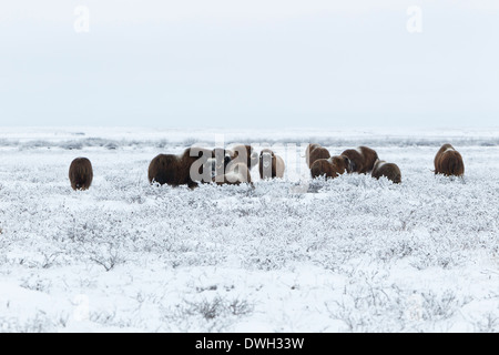 Musk Ox Ovibus moschatus grazing herd on tundra near Prudhoe Bay, Alaska in October. Stock Photo