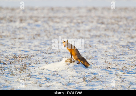 Red Fox Vulpes vulpes, marking territory on Arctic tundra near Prudhoe Bay, Alaska in October. Stock Photo