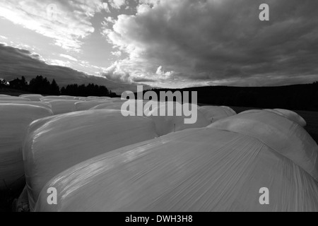 Round bales with fermenting hay are lying in rows on a farm. Black and white photograph. Stock Photo