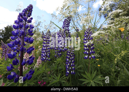 Lupines blooming in a meadow in spring. Stock Photo