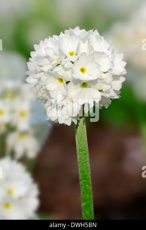 Himalayan Primrose or Drumstick Primrose (Primula denticulata) Stock Photo