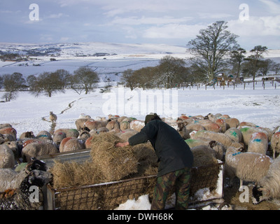 Farmer Feeds his Flock of Sheep in Winter Stock Photo
