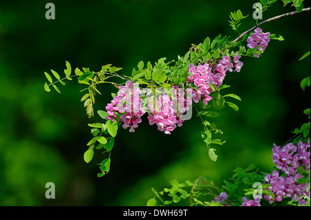 ROBINIA pseudoacacia Casque rouge® CTR 10L Demi tige 4/6