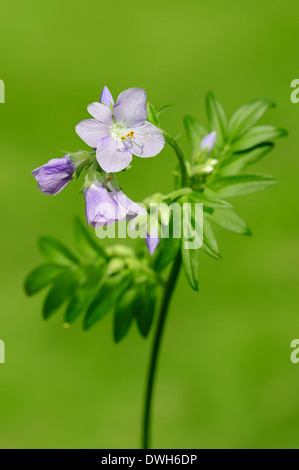 Jacob's Ladder or Greek valerian (Polemonium caeruleum) Stock Photo