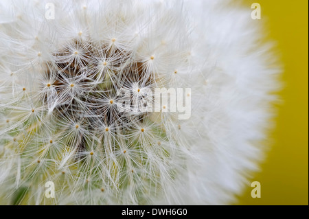 Dandelion (Taraxacum officinale), seedhead, North Rhine-Westphalia, Germany Stock Photo