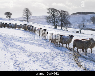 Sheep in Snow, County Durham Stock Photo