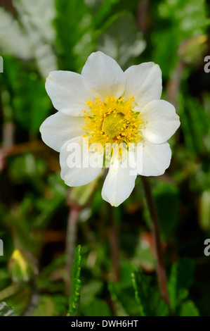 Flower of the White dryad (Dryas octopetala), Allgaeu Alps, Allgaeu ...