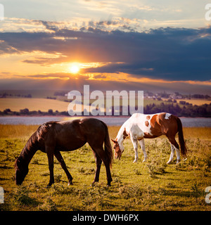 Horses grazing in a rural pasture at sunset with view of countryside Stock Photo