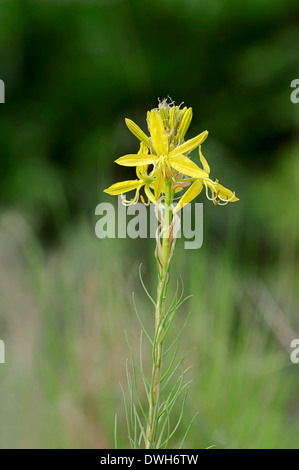 King's Spear or Yellow Asphodel (Asphodeline lutea) Stock Photo