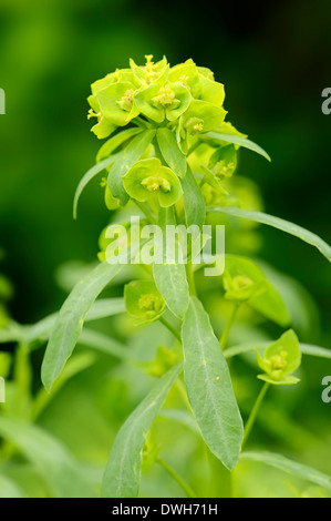 Leafy Spurge or Green Spurge (Euphorbia esula), Germany Stock Photo