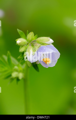 Jacob's Ladder or Greek valerian (Polemonium caeruleum) Stock Photo