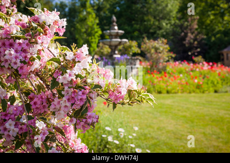 Pink weigela shrub blooming in summer garden with background of flowerbeds and fountain Stock Photo