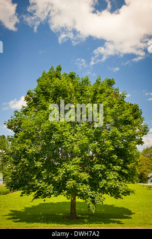 Large single maple tree on sunny summer day in green field with blue sky Stock Photo