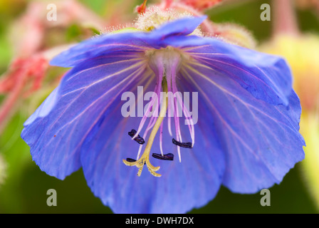 Close up view of a Meadow Cranesbill Stock Photo