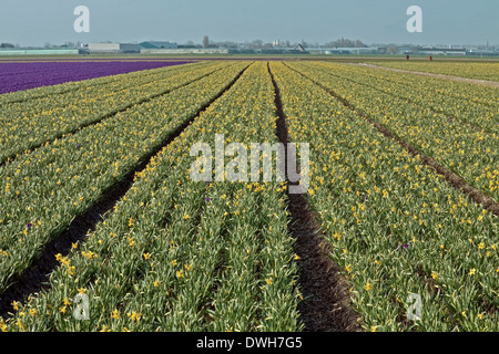 Bulb fields in spring: Purple crocuses and budding daffodils, Voorhout, South Holland, The Netherlands. Stock Photo