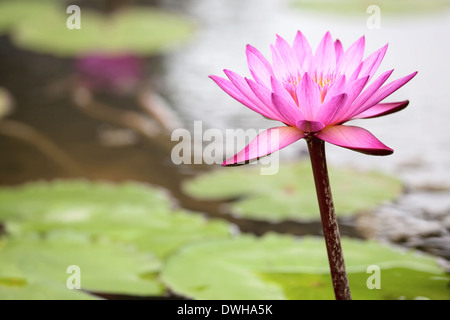 Pond with Pink Water Lily Flower in Bloom Closeup Stock Photo