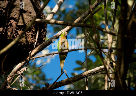 Belize, Stann Creek, Placencia. Wild Olive-throated parakeet aka Aztec parrot (WILD: Aratinga nana). Stock Photo