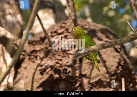 Belize, Stann Creek, Placencia. Wild Olive-throated parakeet aka Aztec parrot (WILD: Aratinga nana). Stock Photo