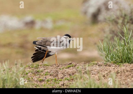 Spot-breasted Lapwing Stock Photo
