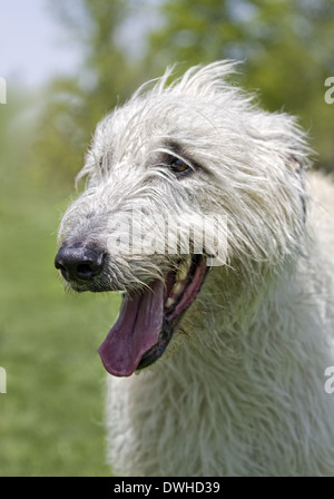 Irish wolf hound head shot mouth open outdoors Stock Photo