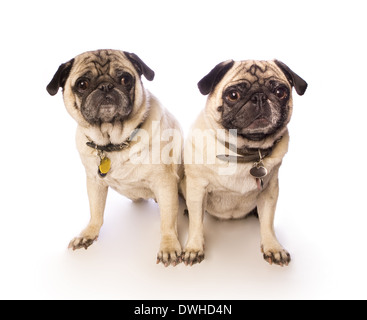 Two funny pug dogs sitting on white background Stock Photo